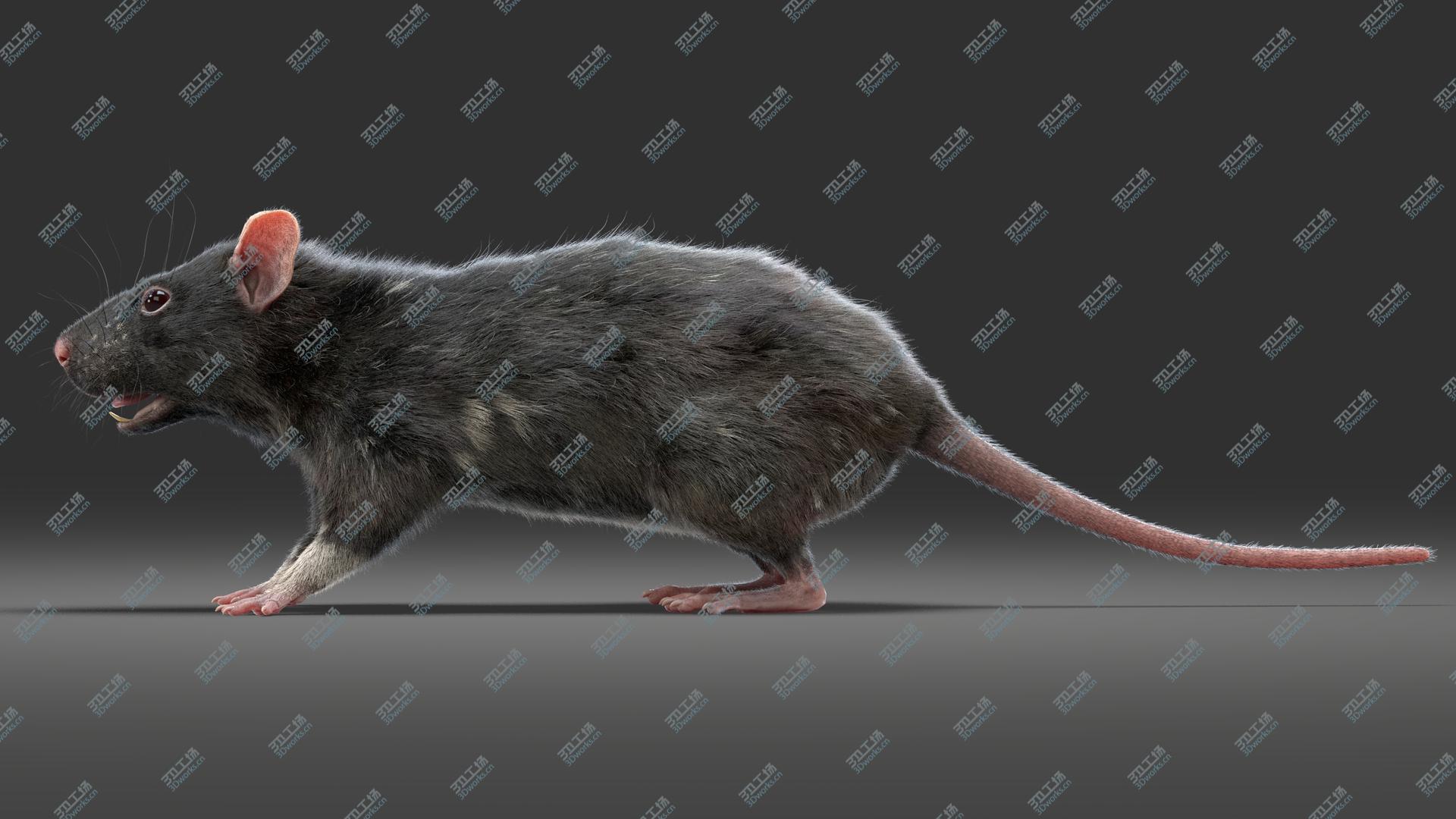 images/goods_img/20210113/Rat (Fur) (3) 3D model/2.jpg